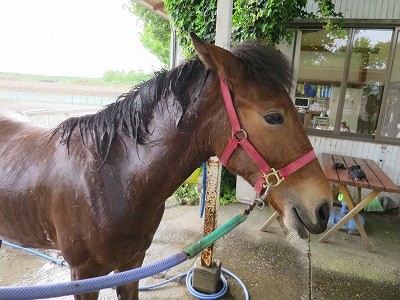 新馬調教　馬の気持ちの変化
