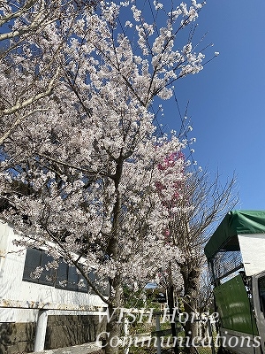 桜と桃