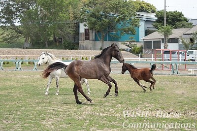 乗馬の踏み込み