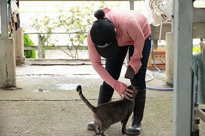 乗馬クラブの猫