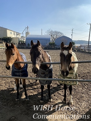 馬の兄弟