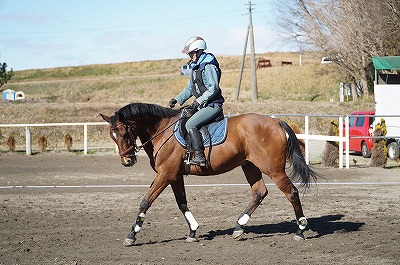 馬と共鳴する馬術