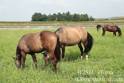 天高く馬幸せに肥える秋