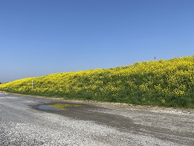 菜の花