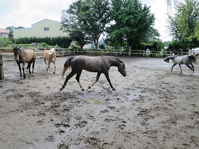 馬とのコミュニケーション