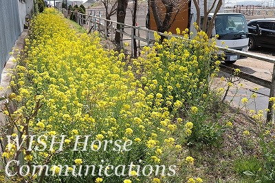 乗馬クラブ　菜の花