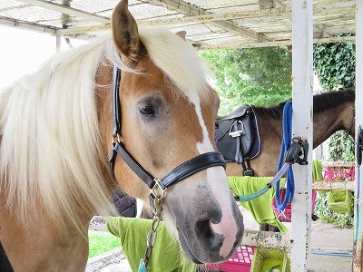 乗馬は知恵とハート