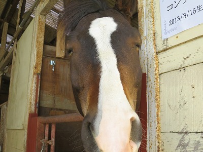 素敵な乗馬体験