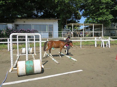 新馬調教　横木の教育