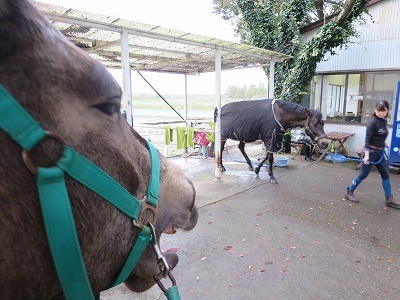 乗馬成功の秘訣