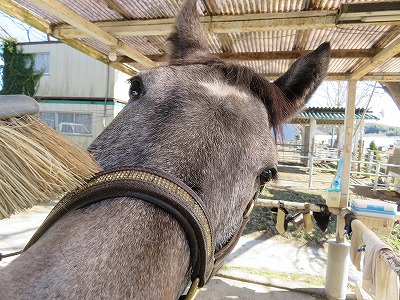 馬と心のふれあい