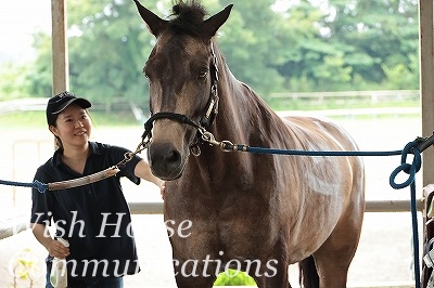 馬に優しい乗馬