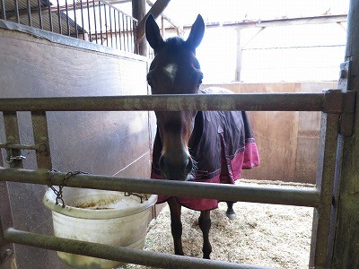 馬着を着た馬達