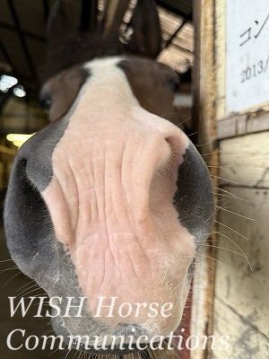 馬に優しい乗馬