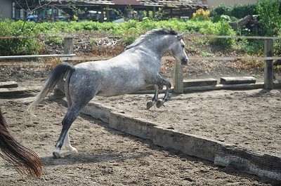 馬の飛越姿勢