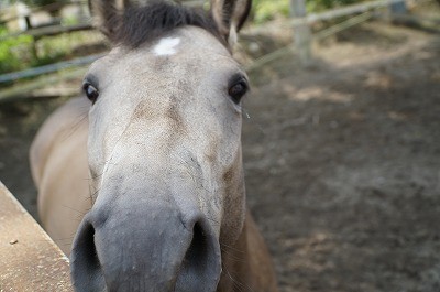 馬の気持ちがわかれば乗馬は安心