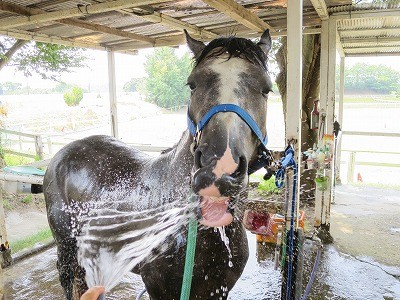 馬の水浴び