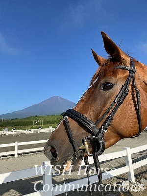馬と富士山