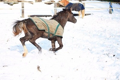 雪の中でのびのび馬達