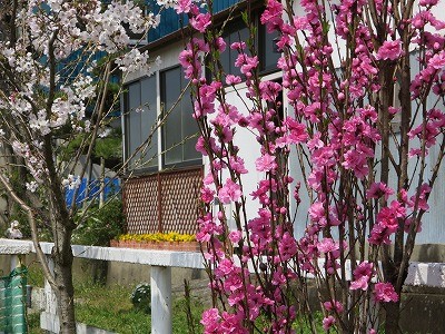 乗馬クラブの桜と桃
