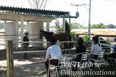 乗馬　グランドワーク