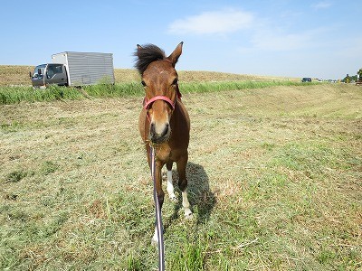 新馬調教　可愛い子には旅をさせよ