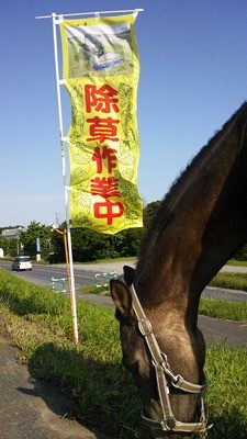 馬で除草作業中