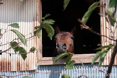 最高に可愛い馬たち