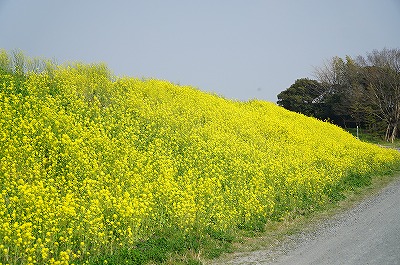 乗馬クラブと菜の花