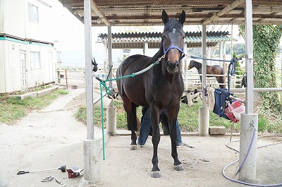 馬の蹄の管理は自分がするもの