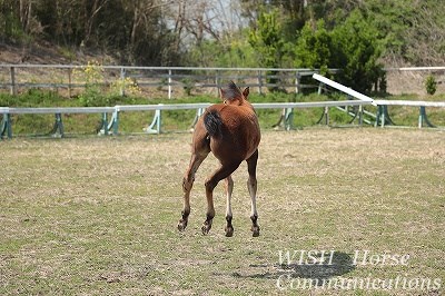 子馬のジャンプ