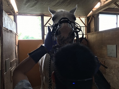 馬の歯の管理