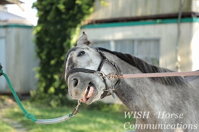 馬の甘えた表情