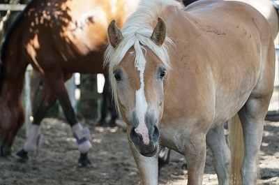 馬が馬らしく　自然な馬