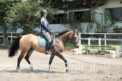乗馬正反動のバランス