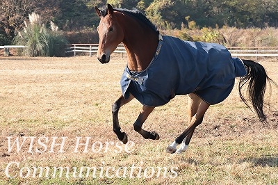馬　プレッシャー