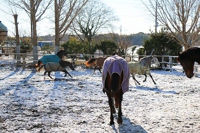 雪景色にはしゃぐ馬達