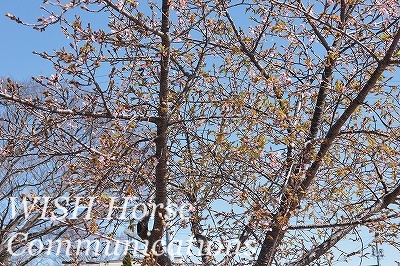 河津桜　千葉