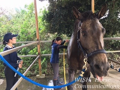 馬のボスになる？リーダーになる？