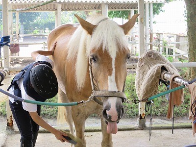 馬とハッピー