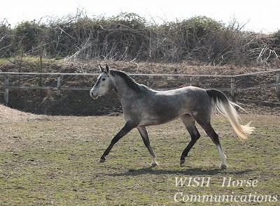 馬とのふれあいを大切にする乗馬