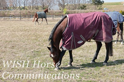 かもしれない乗馬とだろう乗馬