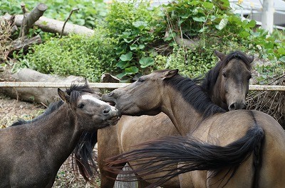 馬との会話