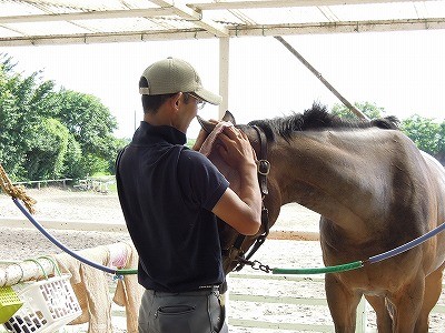 楽しい馬の手入れ