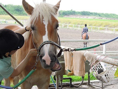 反抗する馬の対処法