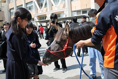 千葉県立柏南高校馬術部