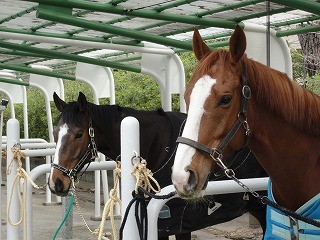 馬２頭のツーショット
