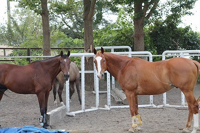 放牧で仲良しの馬