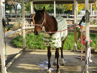 理性の馬or感情の馬