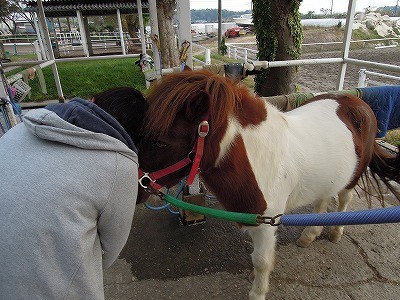 馬と仲良くなる方法